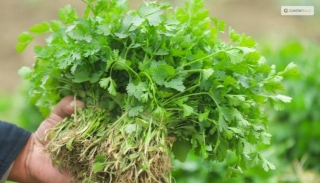 The Best Time And Method To Harvest Cilantro For Maximum Flavor And Aroma