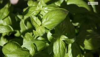 Everything You Need To Know About Harvesting Basil!