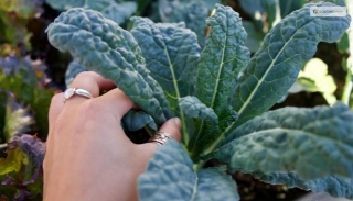 How To Harvest Kale Throughout The Year: A Seasonal Guide