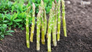 Asparagus 101: When, How, And How Often To Harvest?