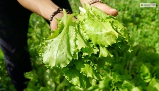 How To Harvest Lettuce: A Step-by-Step Guide For Fresh And Crispy Salads