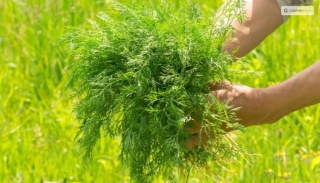How To Harvest And Preserve Dill For Year-Round Use?
