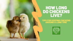 From Hatch To Hen: How Long Do Chickens Live?
