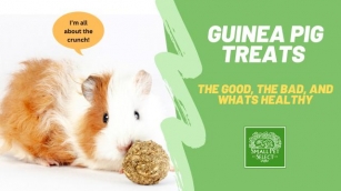 Are Some Treats For Guinea Pigs Dangerous?