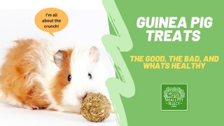 Are Some Treats For Guinea Pigs Dangerous?