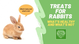 Understanding Treats For Rabbits: What’s Healthy And What’s Not