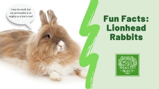 Hop Into The World Of Lionhead Rabbits: Facts, Fun, And Fluff!