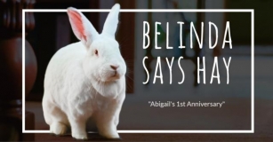 Belinda Says Hay: “Abigail’s 1st Anniversary”