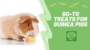 Guinea Pig Snack Time: 5 Easy, Go-To Treats For Guinea Pigs