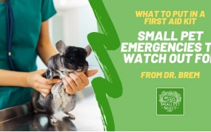 Small Pet Emergencies To Watch Out For