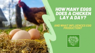 Pecking At The Truth: How Many Eggs Does A Chicken Lay A Day?