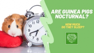 Are Guinea Pigs Nocturnal?