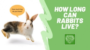How Long Can Rabbits Live?