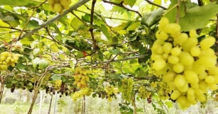 Anggur Temin Desstinasi Agro Pelancongan Terbaru Di Jerantut Pahang