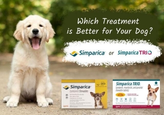 Which Treatment Is Better For Your Dog, Simparica Or Simparica Trio?