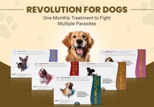 Revolution For Dogs: One Monthly Treatment To Fight Multiple Parasites