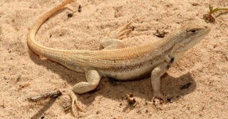 Partial Punch-pulling On The Dunes Sagebrush Lizard