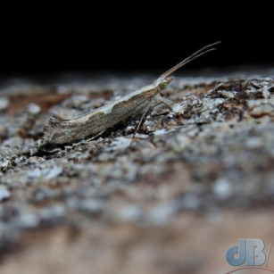 Diamond-back Moth, Plutella Xylostella