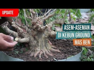 Update! Pres Anak Cabang Asem-Aseman / Rakau / Mancali Di Kebun Ground Mas Ben
