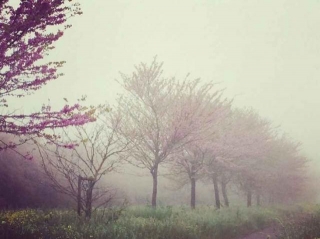 Nebbia A Primavera