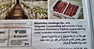 Japanese Strawberries  Made In Qatar -coming  Soon