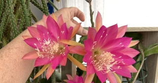 How Is The Epiphyllum Plant Cared For? When Does Epiphyllum Flower?