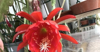 Caring For Your Epiphyllum Plants. A Guide To Blooming Success