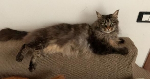 Maine Coon Cat Becomes Beautiful If Alimented Correctly This Way