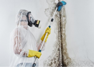 Leveraging Digital Marketing For Enhanced Mold Removal Leads