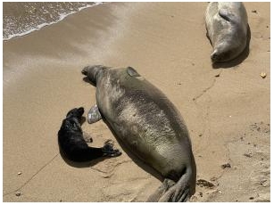 Newborn Hawaiian Monk Seal Prompts Reminders To Give Marine Wildlife Space