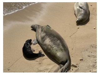 Newborn Hawaiian Monk Seal Prompts Reminders To Give Marine Wildlife Space