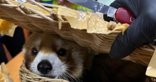 Red Panda Found In Luggage Of Smuggling Suspects At Thailand Airport