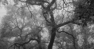 The Oak Echoes, Stephen Ross Goldstein
