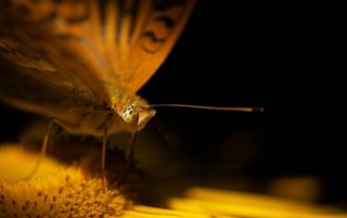 A Silver-washed Fritillary Butterfly Rests On A Flower As The Sun Rises, Patrick Schwarzbach