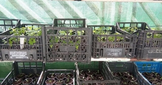 My  Seedlings