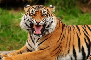 Senior Care Franchisees Need To Have A Tiger In Their Tank