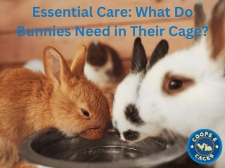 Essential Care: What Do Bunnies Need In Their Cage?