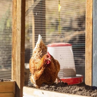 Essential Guide: How Much Area Does A Chicken Need?