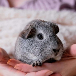 What Sort Of Guinea Pig Do I Want? Find Your Perfect Match