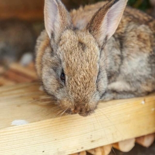 Easy Steps For Setting Up Your First Rabbit Hutch