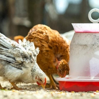 How Much Food Do Chickens Need Per Day? An Aussie Guide