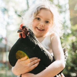 Raising Your Own Chickens