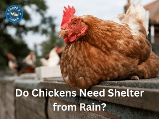 Keeping Your Chooks Dry: Do Chickens Need Shelter From Rain?