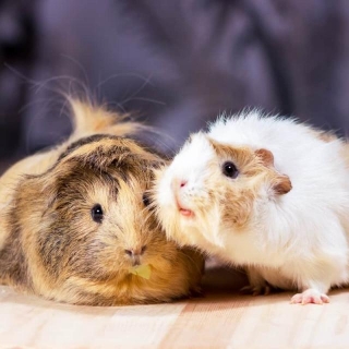 One Guinea Pig Or Two: Making The Right Choice
