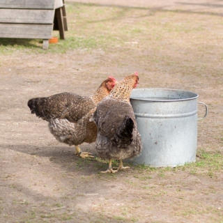 How To Keep Chickens Cool This Summer
