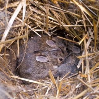 How To Keep Pregnant Rabbits Safe, Healthy And Warm
