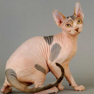 Hairless Cat And Allergies: A Guide For Allergy Sufferers