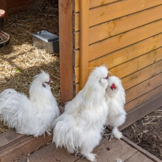 Silkie Bantams In Your Yard