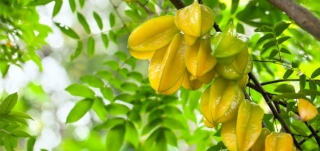 Star Fruit 101: Health Benefits And Nutrition