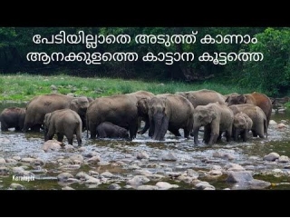 Magical Encounter With Wild Elephants At Anakulam, Idukki | Family Adventure In Kerala